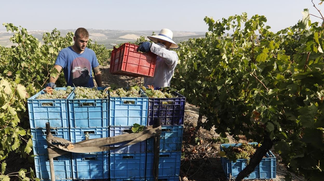 Dos jornaleros recogen la uva en la pasada vendimia en el marco Montilla-Moriles