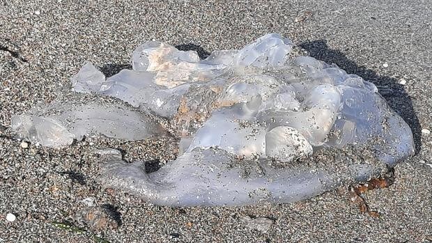 Alerta por la invasión de medusas en las playas de Almería