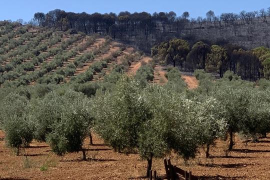 Olivar en Los Pedroches junto a superficie quemada