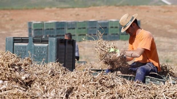 Alertan de la 'fuga' de plantaciones de ajo de Córdoba a otras regiones por la falta de agua para los riegos