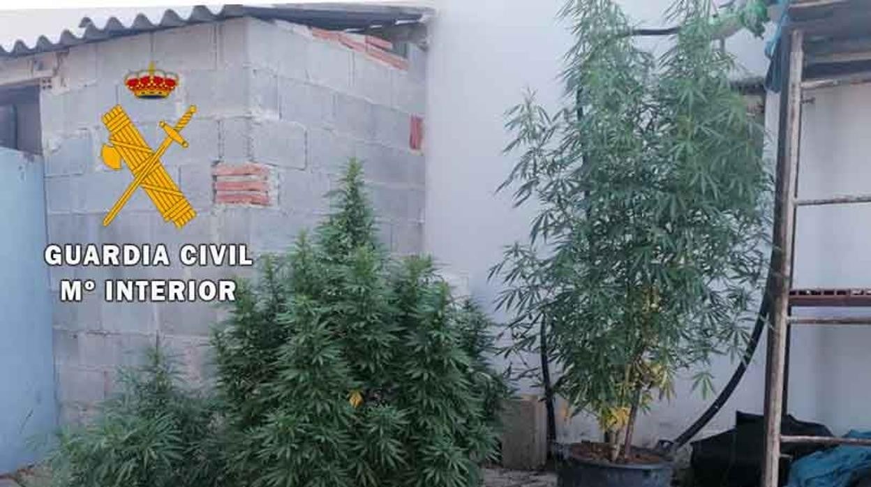 Plantas de cannabis descubiertas en la parcela del joven investigado en Alcalá la Real