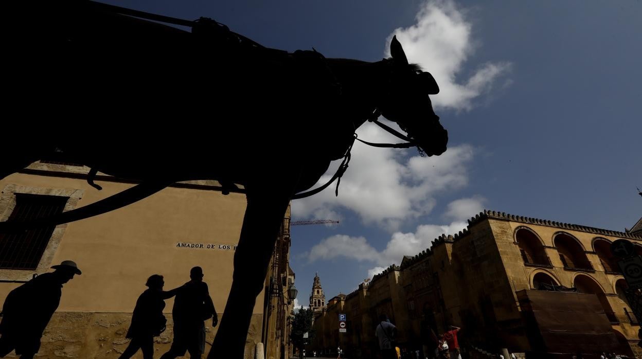 Un caballo enganachado a un coche en los alrededores de la Mezquita-Catedral de Córdoba