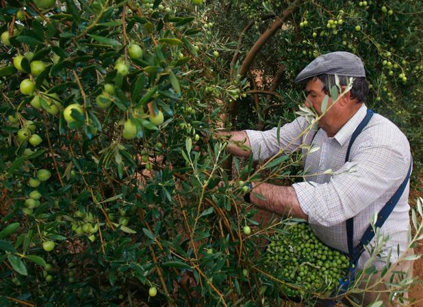 La falta de lluvias reducirá la cosecha de aceituna de mesa en la provincia de Córdoba