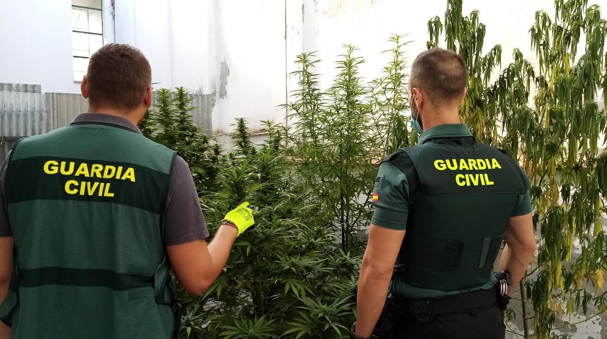 Patios comunes, nuevo &#039;semillero&#039; de la marihuana en Córdoba