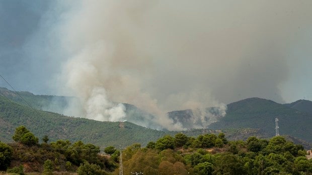 Una piña prendida sobre un montón de hojarasca es el origen de los dos focos del incendio de Sierra Bermeja