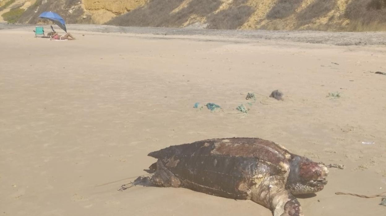 Imagen del cadáver de tortuga boba encontrado en Matalascañas