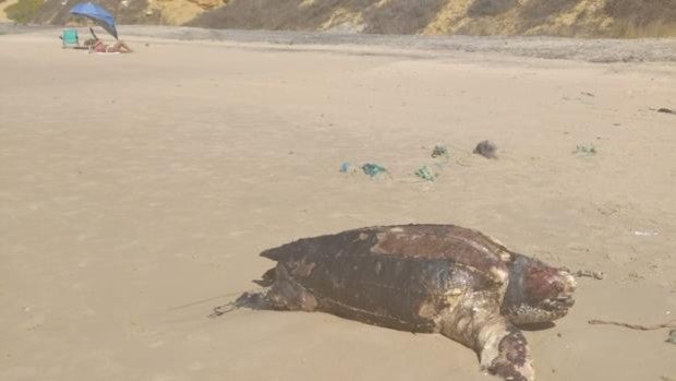 Aparece el cadáver de una tortuga boba en la playa de Matalascañas