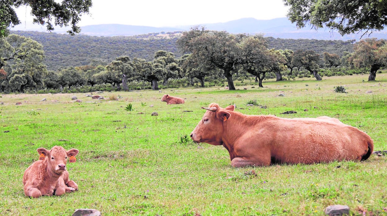 Ganado vacuno en una dehesa