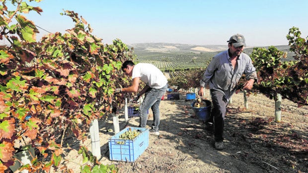 La vendimia de Montilla-Moriles cierra su tercer año con caída de producción, un 25% menos esta campaña