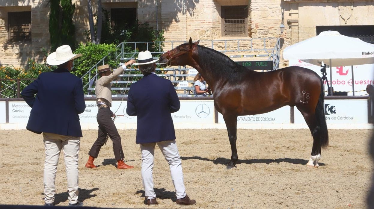 Un momento del concurso morfológico en Caballerizas Reales