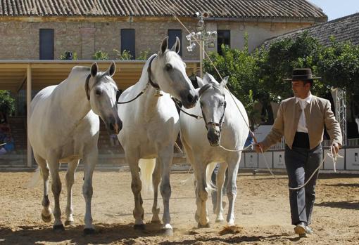 Superagenda del fin de semana a prueba de Covid | Todas los espectáculos, eventos y citas de Córdoba