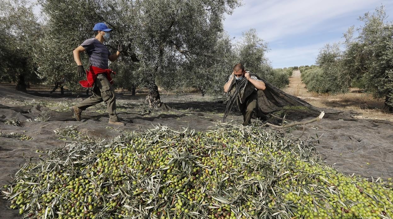 Dos jornaleros arrastran sacos de aceitunas en una finca de Montilla