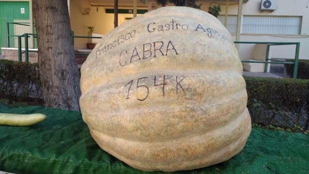 Un agricultor de Cabra gana el Concurso de Calabazas de la feria Agropriego con una de 154 kilos de peso