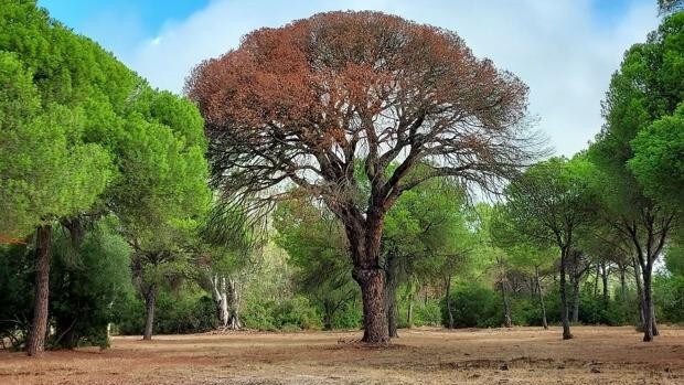 Muere el Pino de los Mil Duros, árbol emblemático de casi 300 años, referencia de las hermandades del Rocío