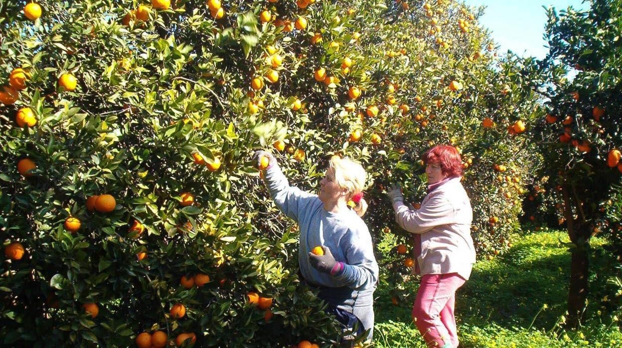 Recogida de la naranja en Córdoba