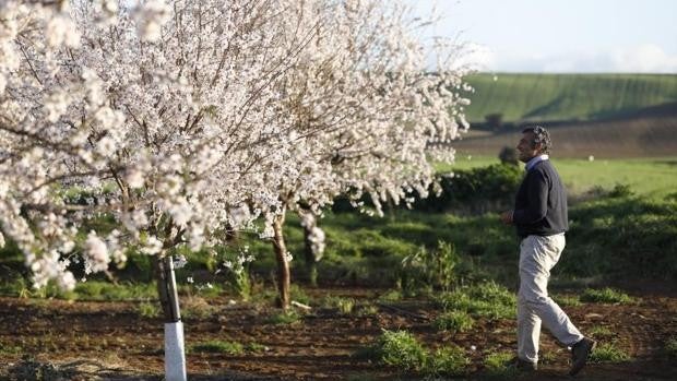 La campaña de la almendra en Córdoba concluye con una subida del precio de hasta el 30%