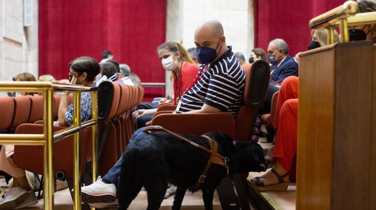 Los perros de asistiencia han estado presentes en la tribuna de invitados del Parlamento acompañando a los discapacitados