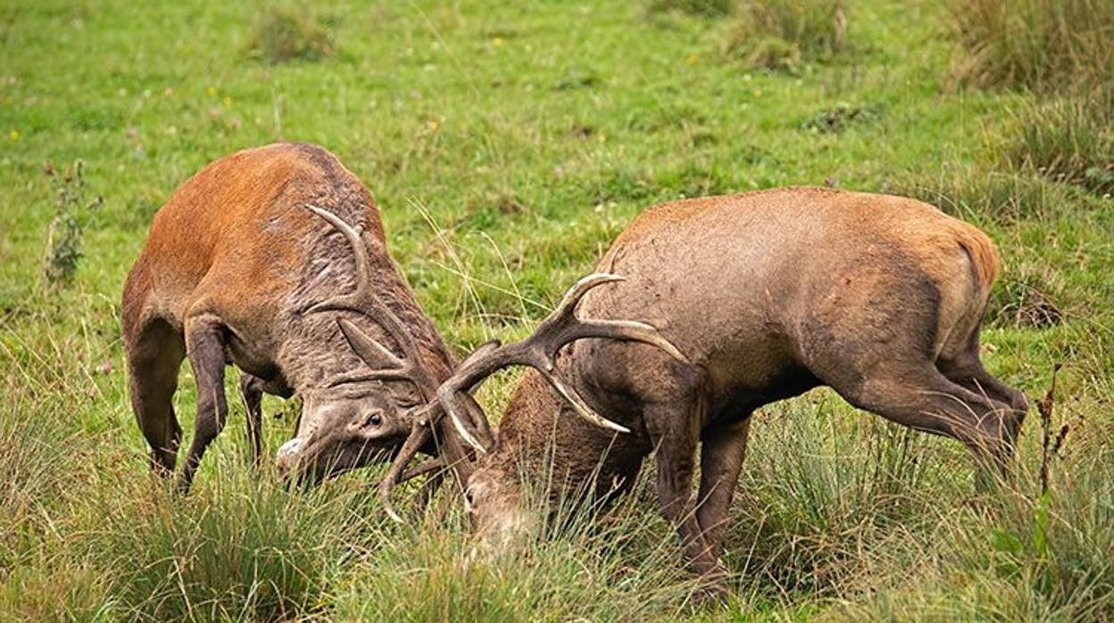 Dos ciervos combaten durante la berrea en el parque natural de Cazorla, Segura y Las Villas