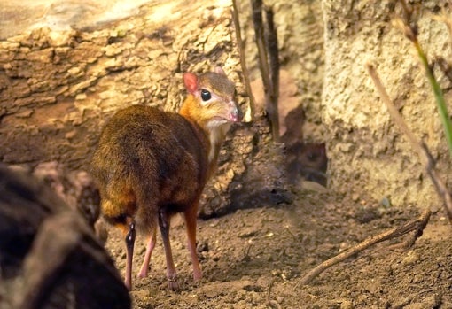 El pequeño ciervo en la selva de Bioparc