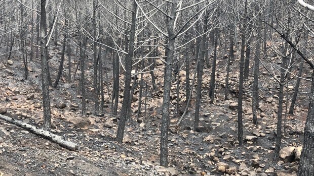 Extinguido el incendio de Sierra Bermeja un mes y medio después de ser prendido