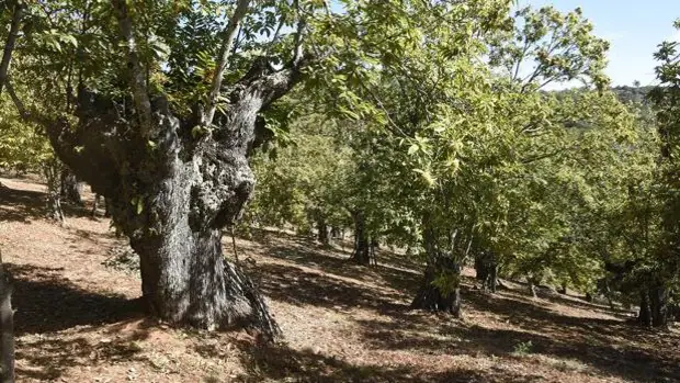 La mitad del castañar de la Sierra de Aracena se encuentra abandonado por falta de rentabilidad