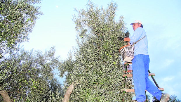 La campaña de la aceituna de mesa cierra en Córdoba con un 12 por ciento más de producción