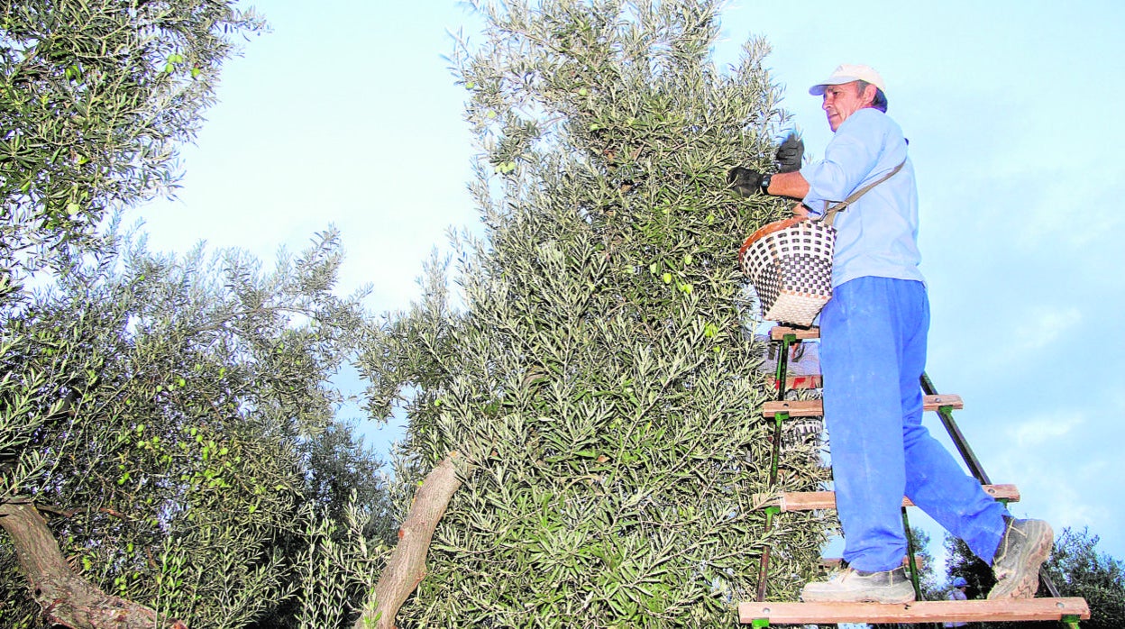 La campaña de la aceituna de mesa cierra en Córdoba con un 12 por ciento más de producción