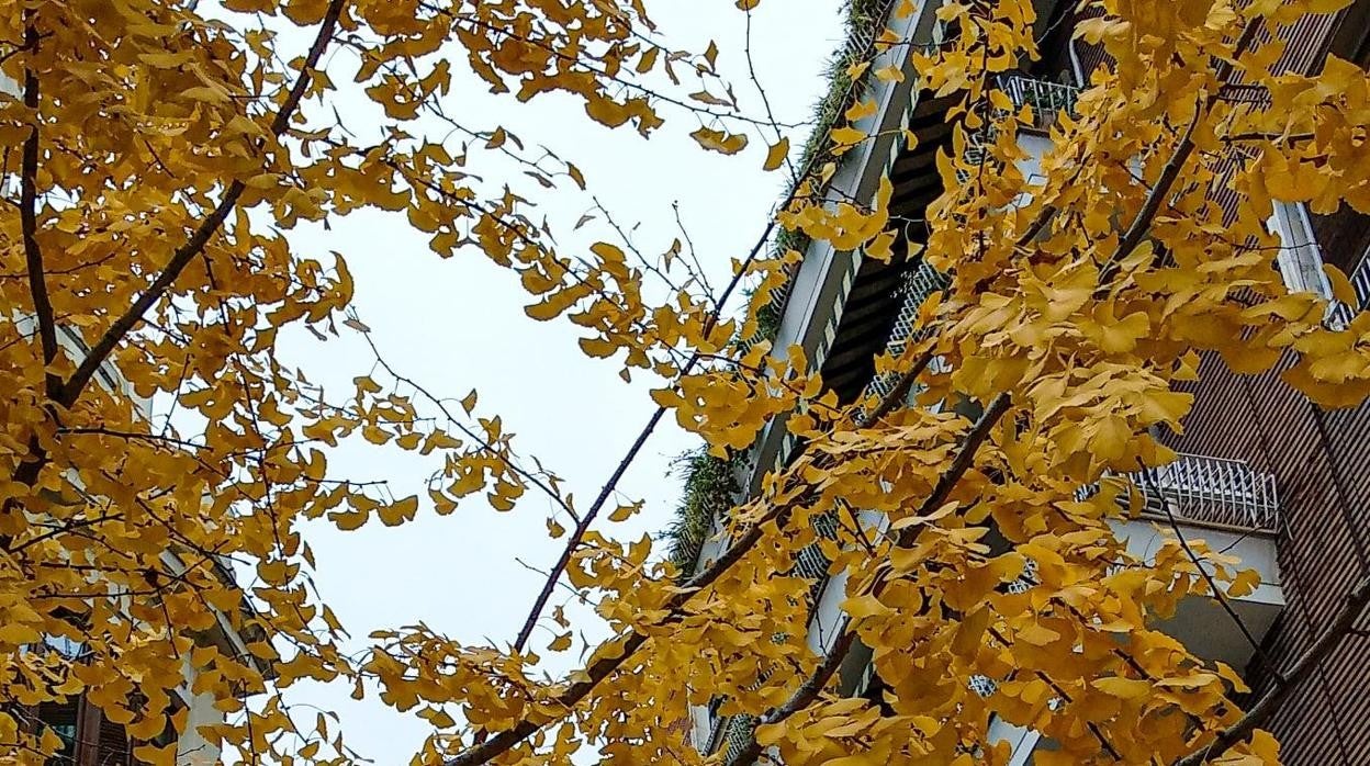 Hojas del árbol asiático