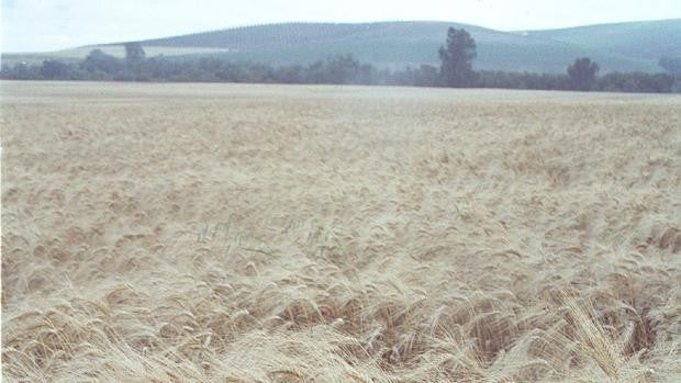 La siembra de los cereales llega a Córdoba entre la sequía y la subida de los precios del trigo