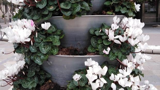 El Ayuntamiento de Jaén pide «empatía» a los vecinos para que cese el robo de las flores de Navidad