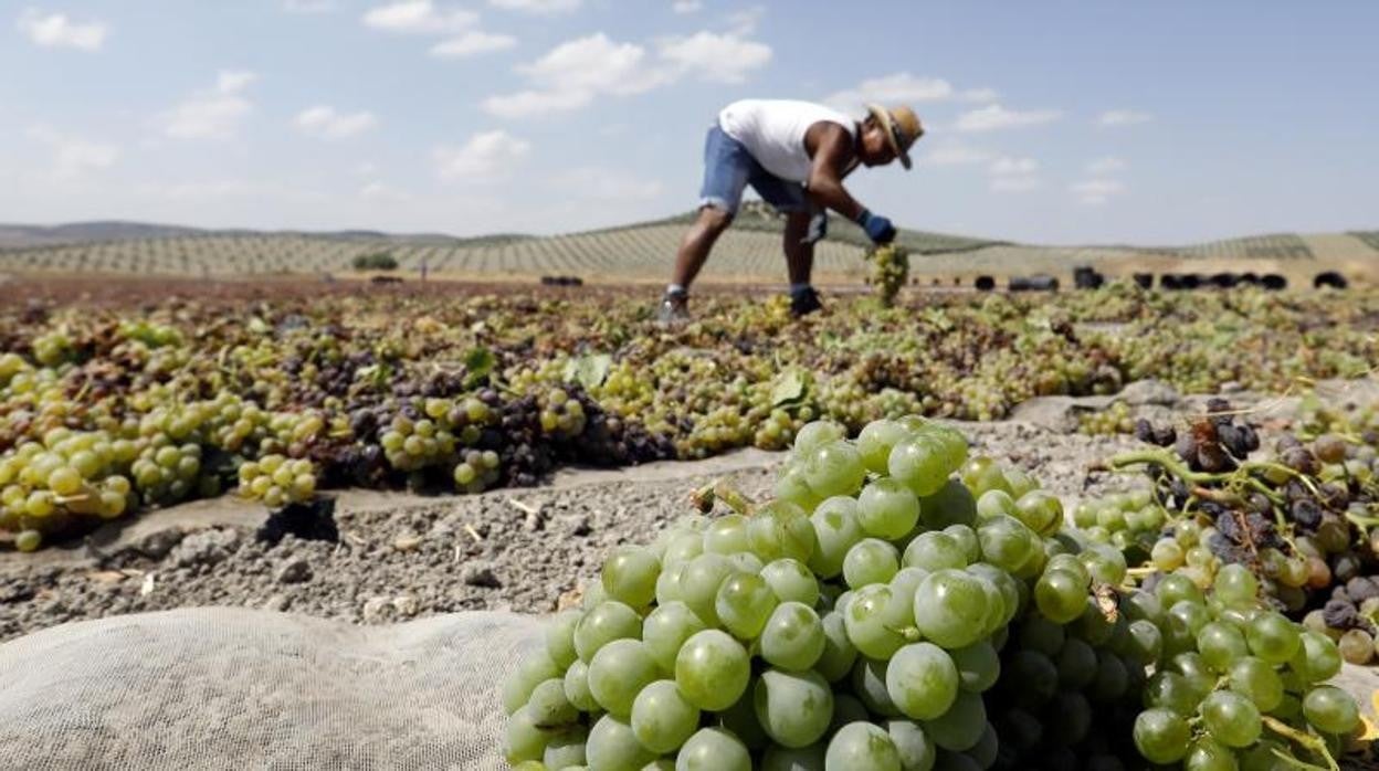 Uvas en la Campiña cordobesa