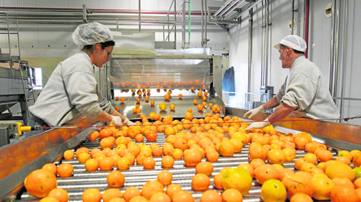 Una fábrica de naranjas