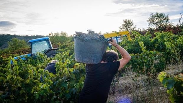 Los jóvenes agricultores no llegan al campo