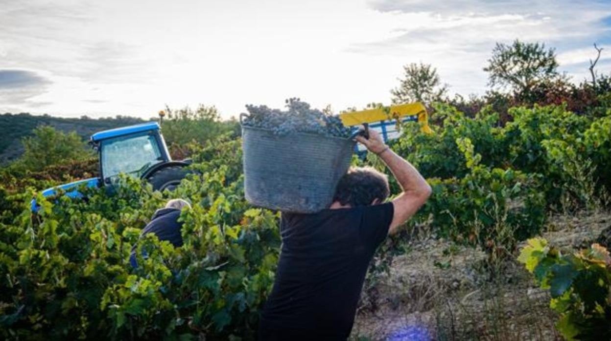 Un agricultor recogiendo uvas