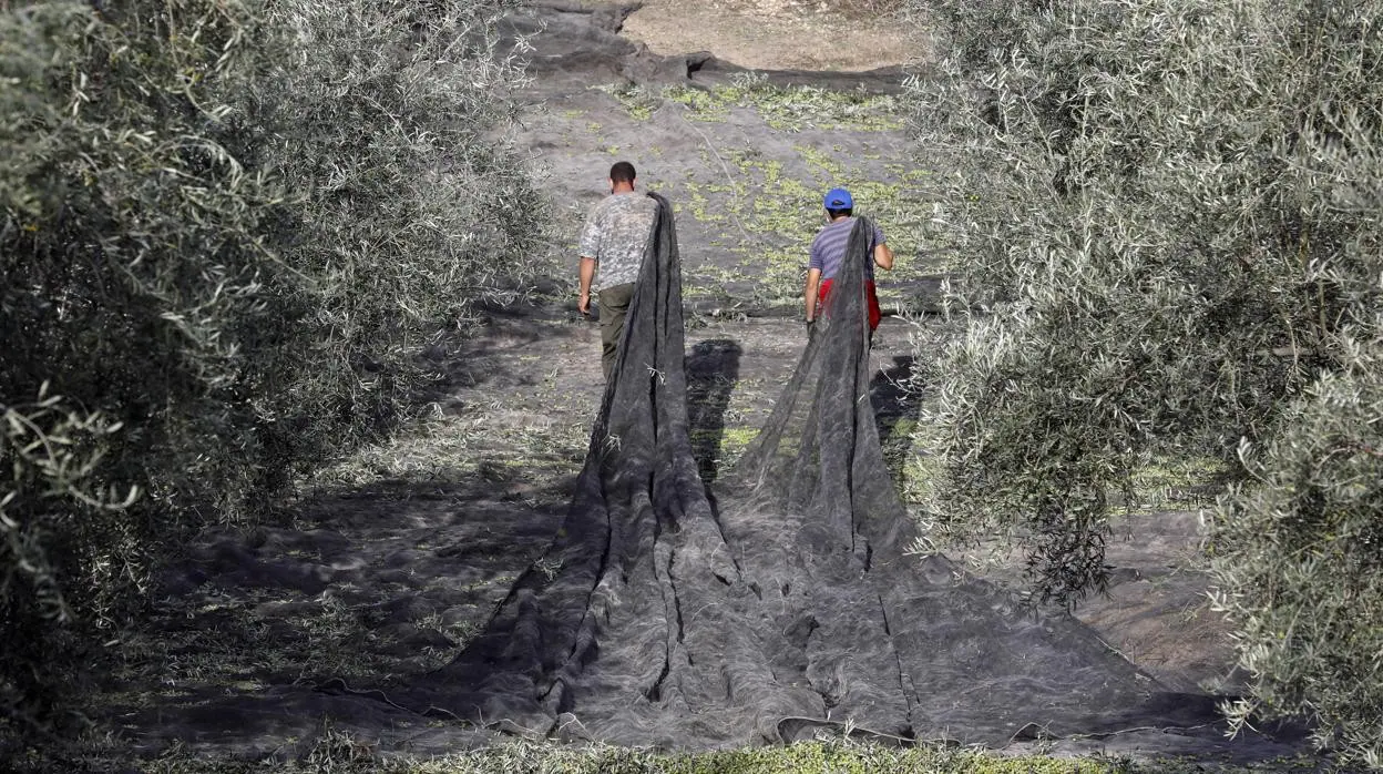 Dos trabajadores del campo tiran de los mantos para recoger aceituna al inicio de una pendiente