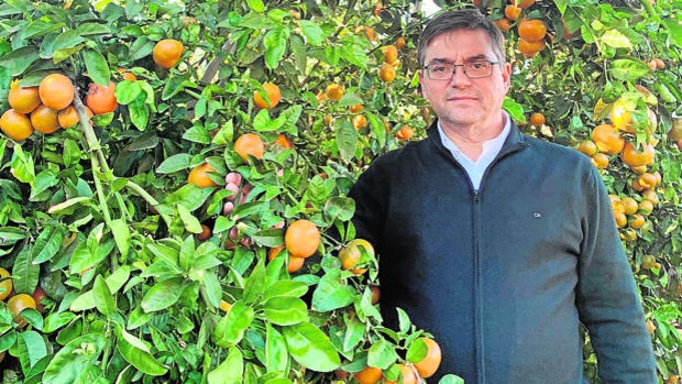 Eurosemillas, compañía de Córdoba, ensaya su mandarina Tango en superintensivo en Sevilla