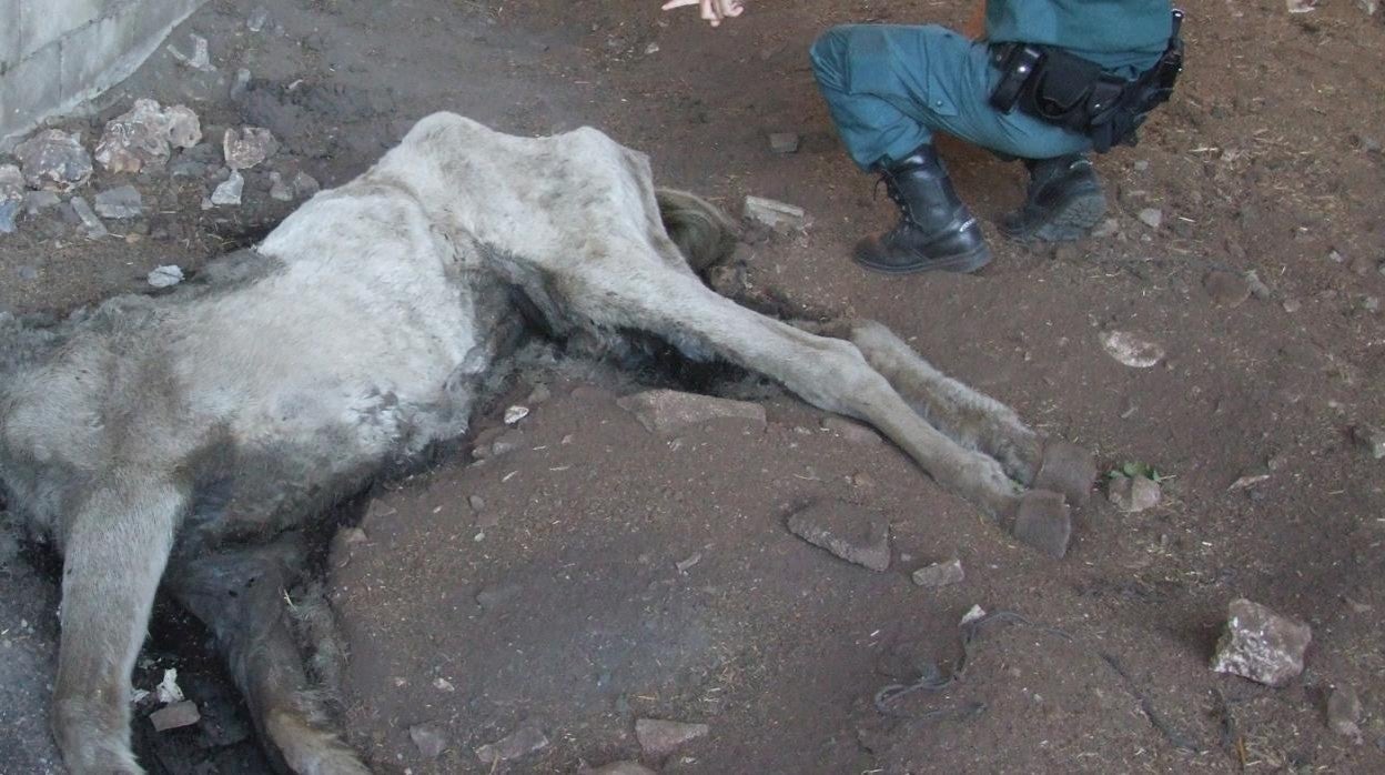 Estado en que los agentes encontraron la yegua muerta