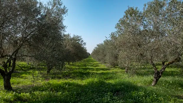 La Universidad de Huelva junto con Portugal prueba un método para saber el abono exacto que necesita cada olivo