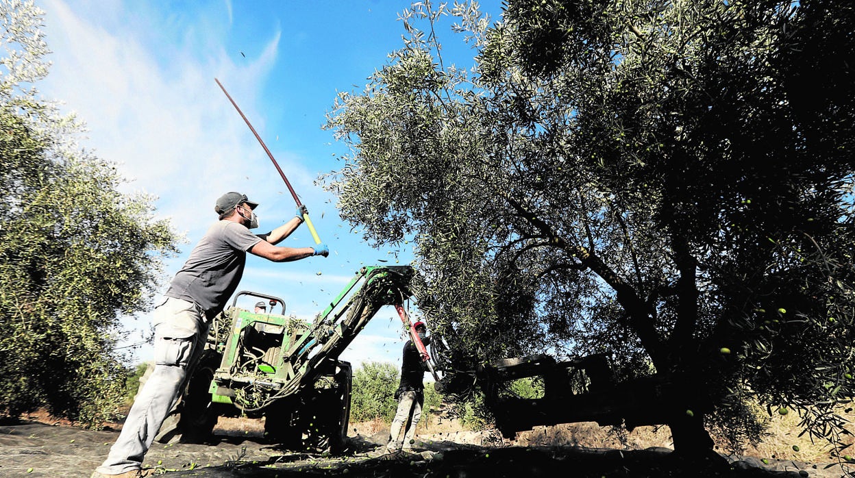 Recogida de aceituna en una finca de Montilla