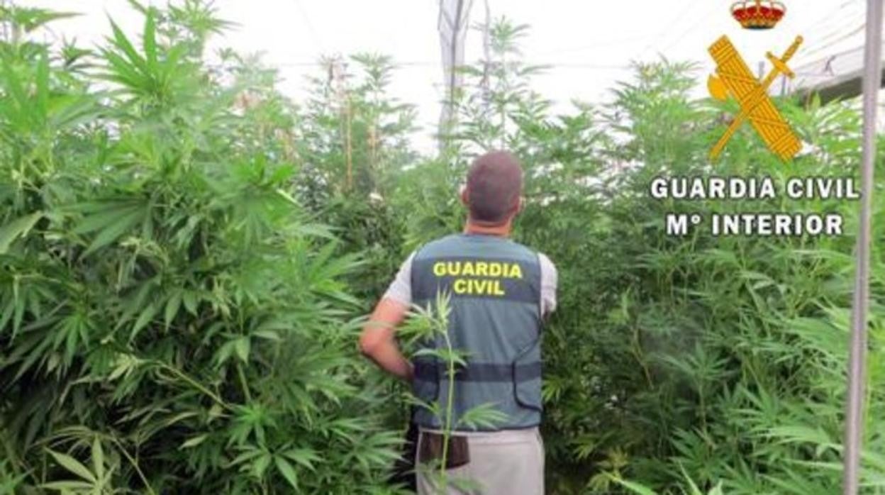 Un agente de la Guardia Civil en una plantación de marihuana en una imagen de archivo