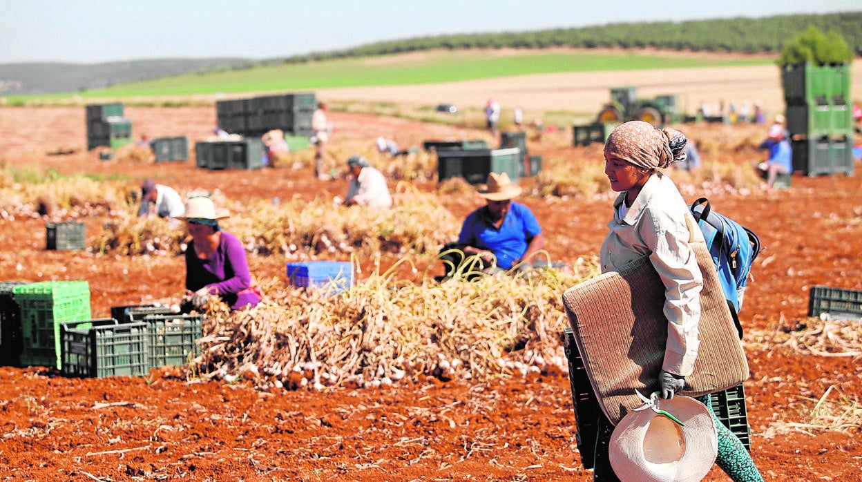 Plantación de ajo en Santaella en una campaña anterior