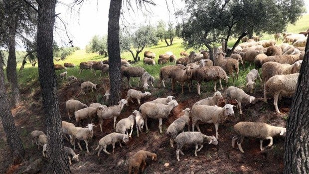 Más de un millón de hectáreas de dehesas andaluzas donde cría el sector ganadero