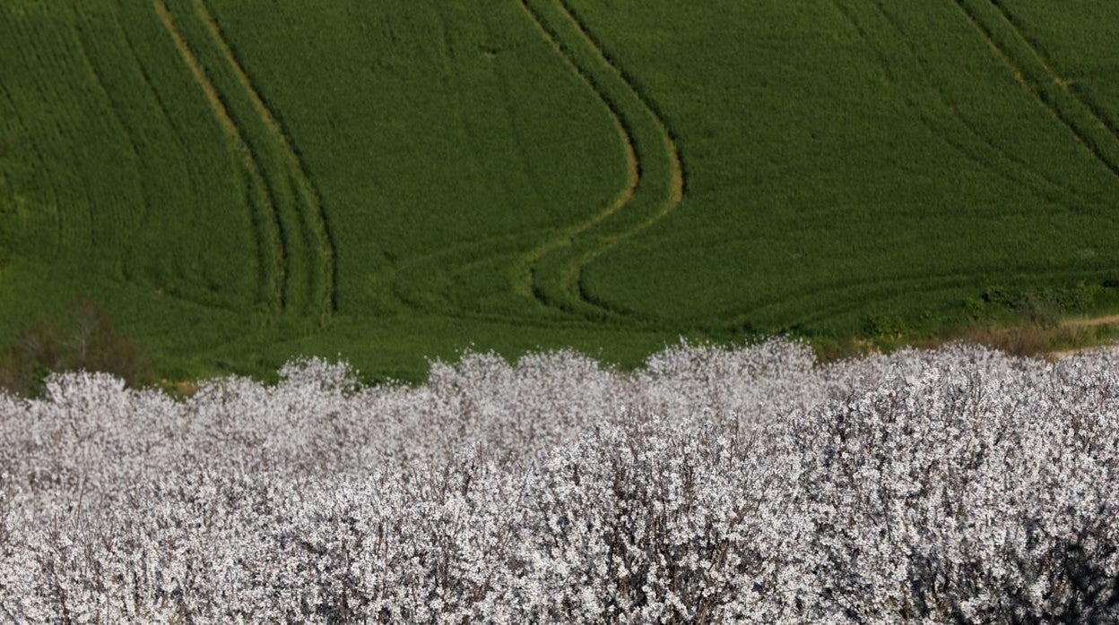 Un campo de almendras en Córdoba