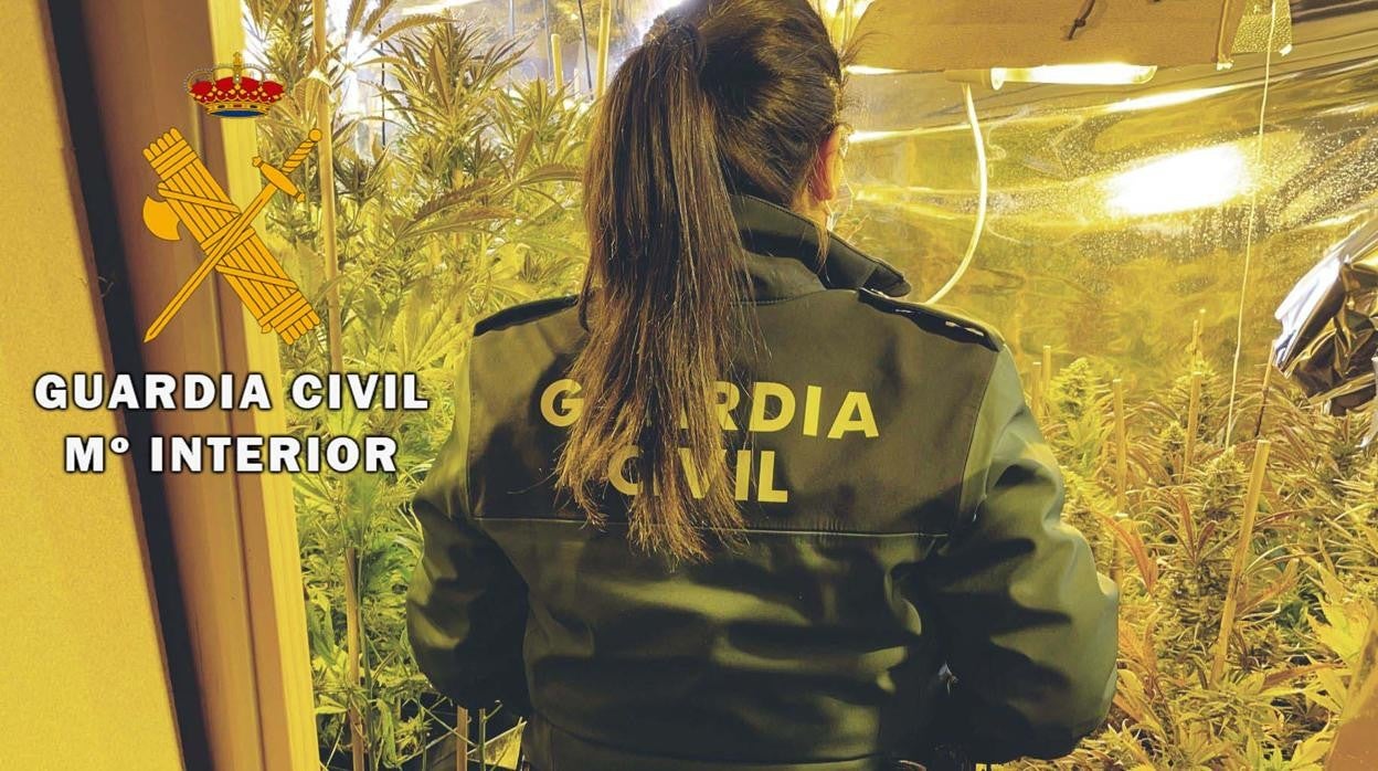 Una agente de la Guardia Civil en el interior de la plantación desmantelada en La Carlota