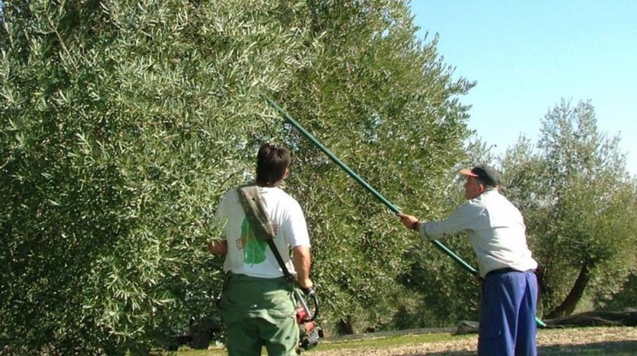 Dos temporeros en la recogida de aceituna en una imagen de archivo