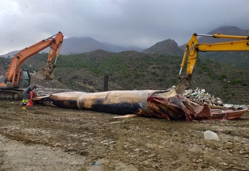 La ballena antes de ser enterrada