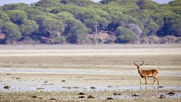 Juanma Moreno, sobre Doñana: «No hay ninguna posibilidad de sanciones»