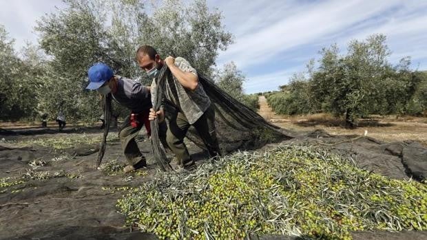 Córdoba, segunda provincia andaluza que más crece en las exportaciones agroalimentarias