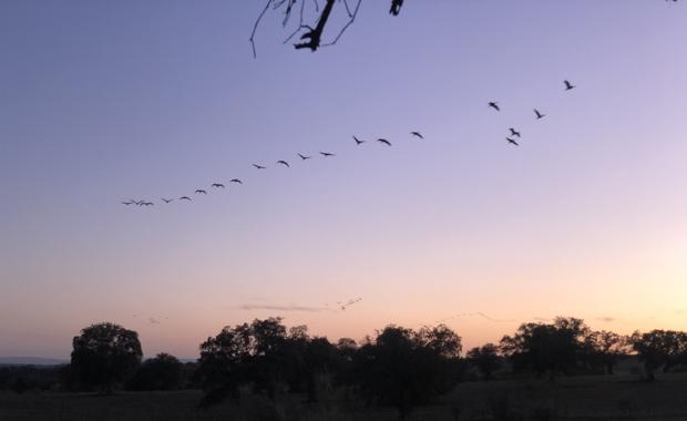 Así es el bucólico paso de las grullas por los cielos del Valle de los Pedroches