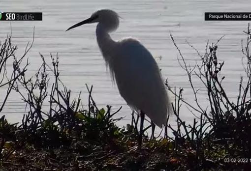 Asomarse a Doñana en directo para ver y oír el espectáculo de las marismas ya es posible